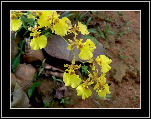 Flower Kandyan Dancer 