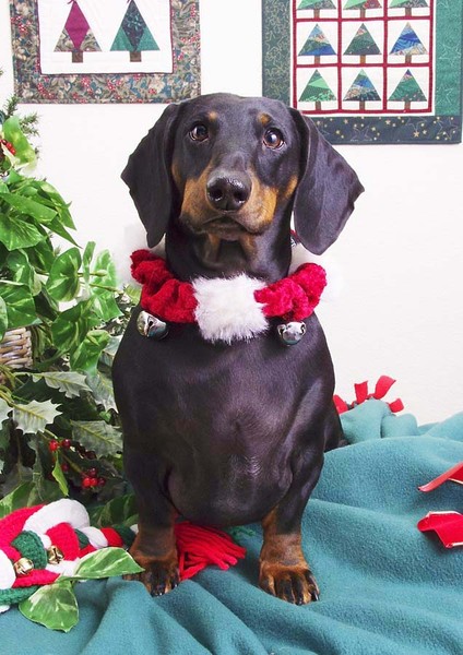 Blk & Bwn Dachshund copy