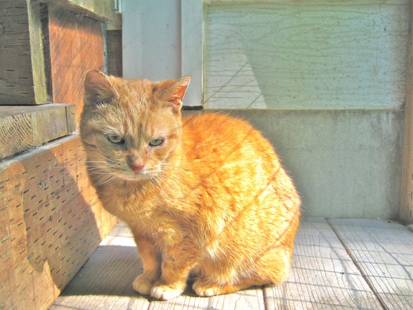 Ginger