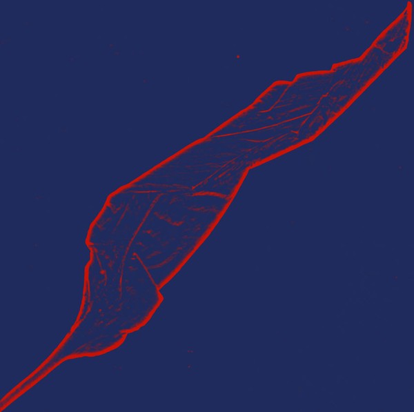 Leaf