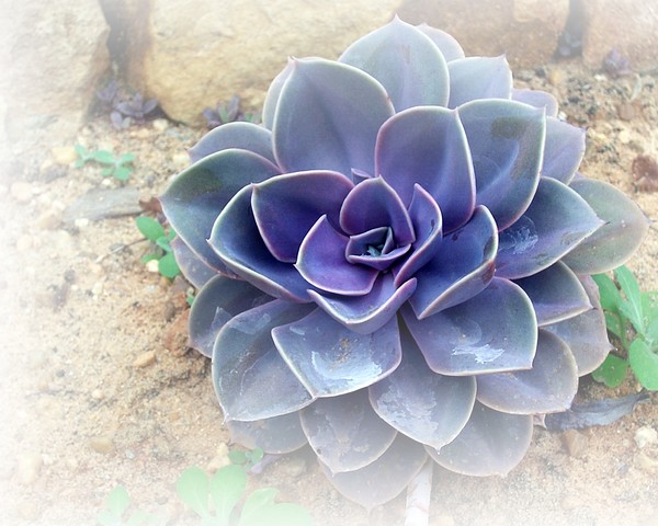Thorny Rosette. Photo.