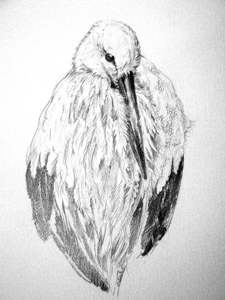 The Stork