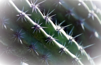 Catcus Barbwire