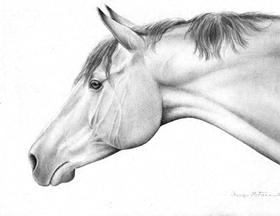 Thoroughbred Show Horse