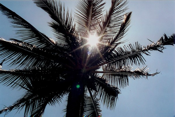 Piercing Palm