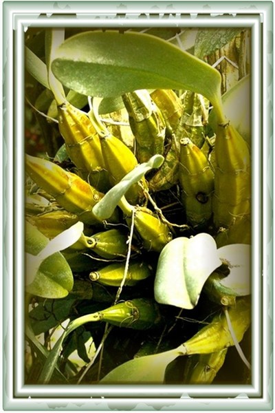 platano....flower