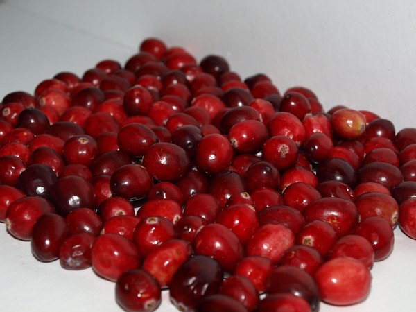 CRANBERRIES