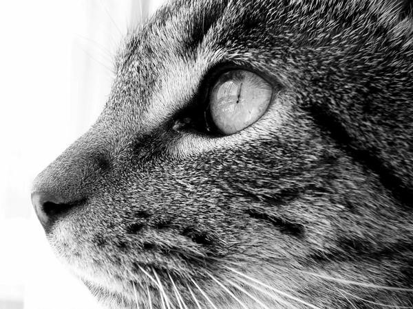 My Cat Malachi