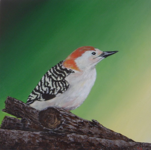 redbellied woodpecker