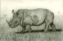 Rhino