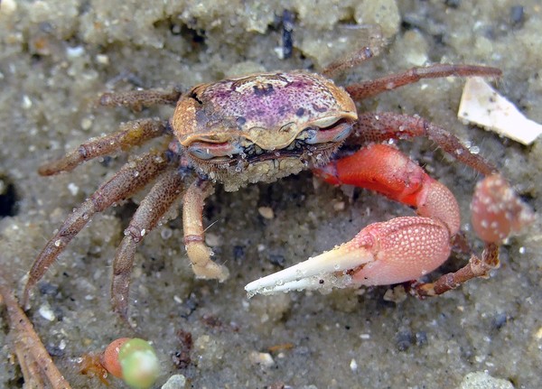Fiddler Crab