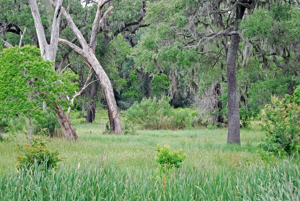 Brazos Bend Landscape