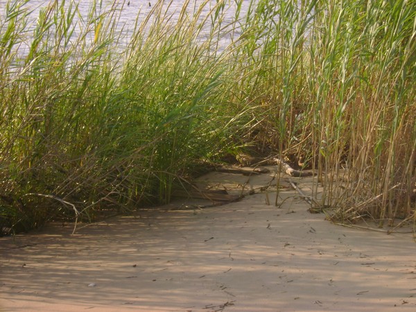 Beach Grass