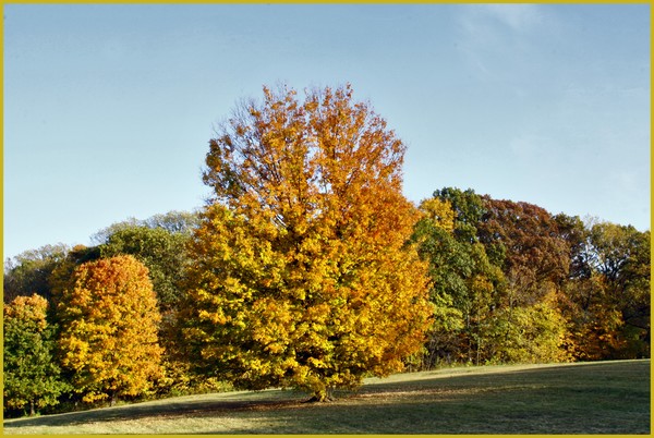 THE TREE