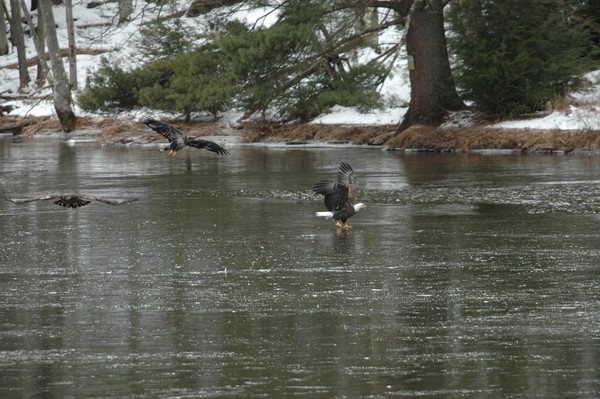 Wintering Eagles
