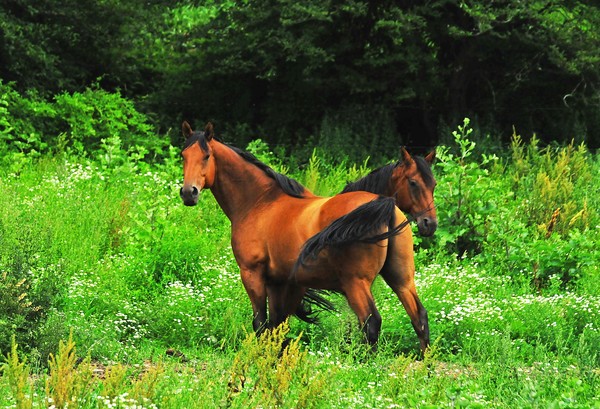  Horses