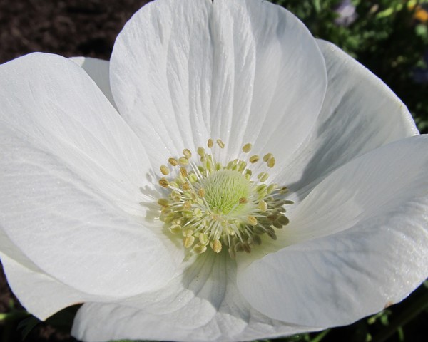 White Anemone