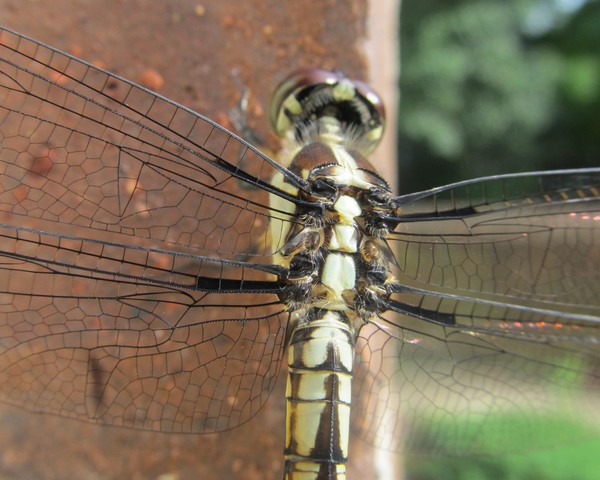 Dragonfly