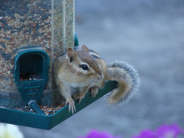 Who Me? Eat Bird Food?