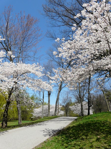 Blooming Blossoms
