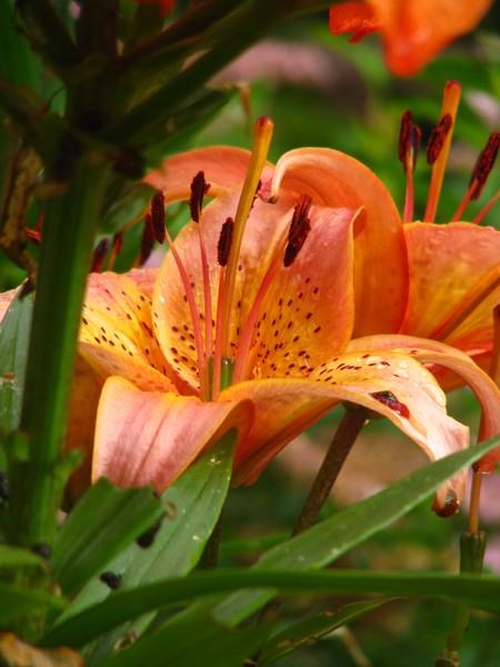 Gracelight lillies