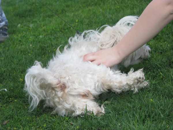 Pets at events