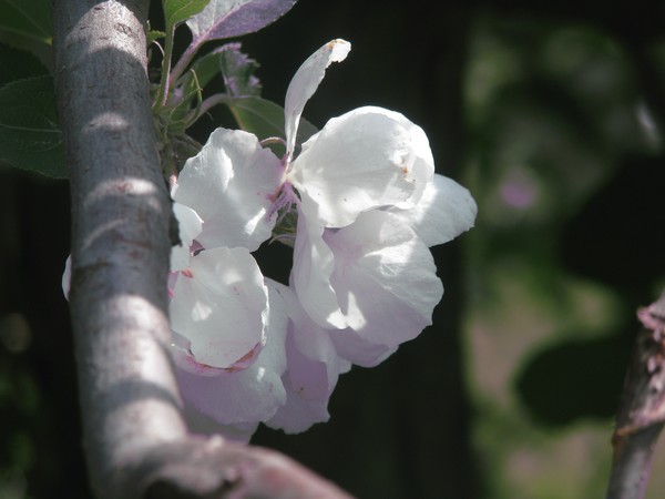 Blooming trees