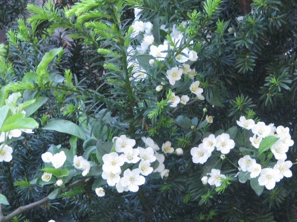 blooming togehter..