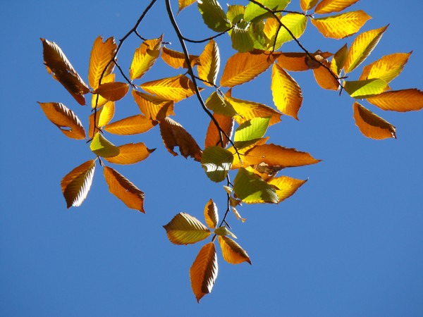 autumn color