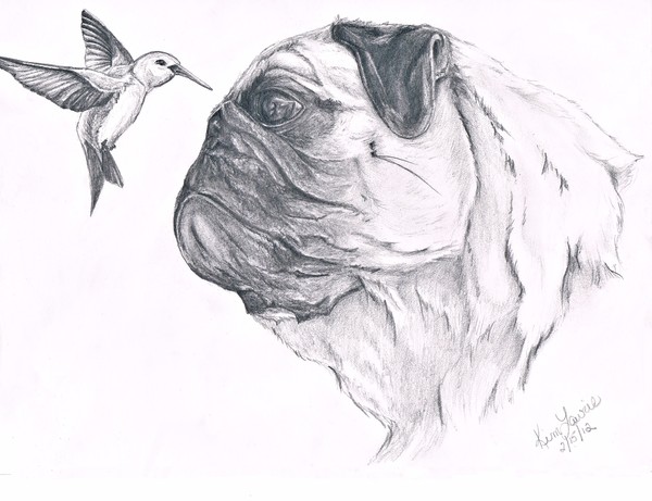 Pug with Humming bird 