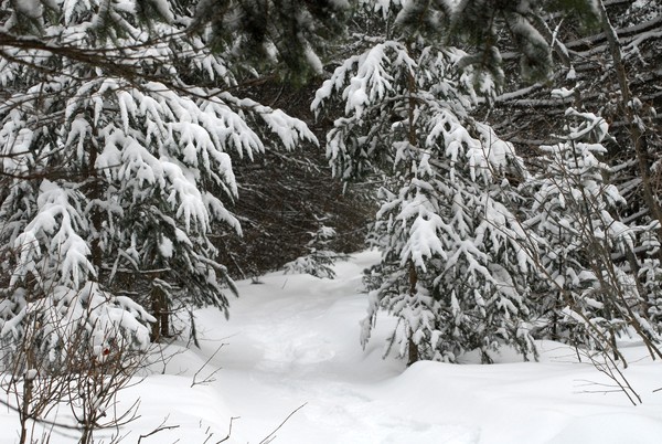 Enough Snow Yet? :)