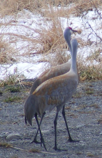 Sandhill Crane