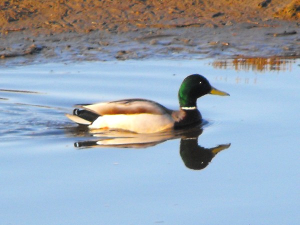 duck