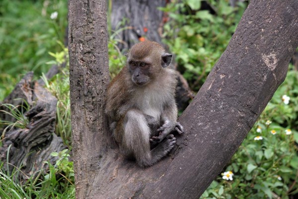 Monkey In a Tree