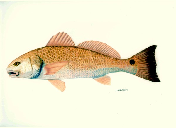 Red fish Drawing