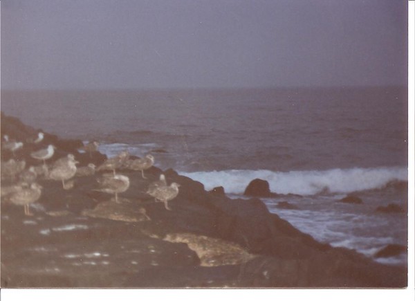 Watching the Night Surf