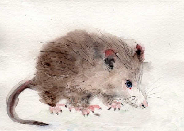 Opossum Baby