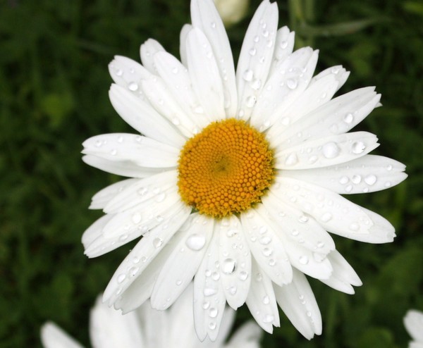 DREAM SPIRAL DAISY