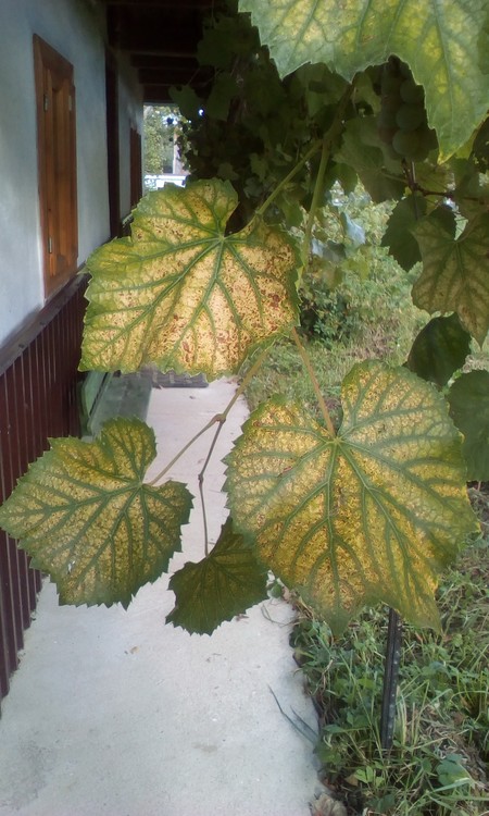 My grapes leaves