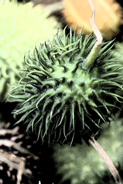 Exotic fruits