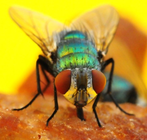 Fly-Beauty