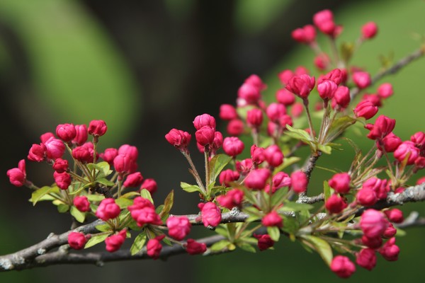 Blooming of a Tree (3)