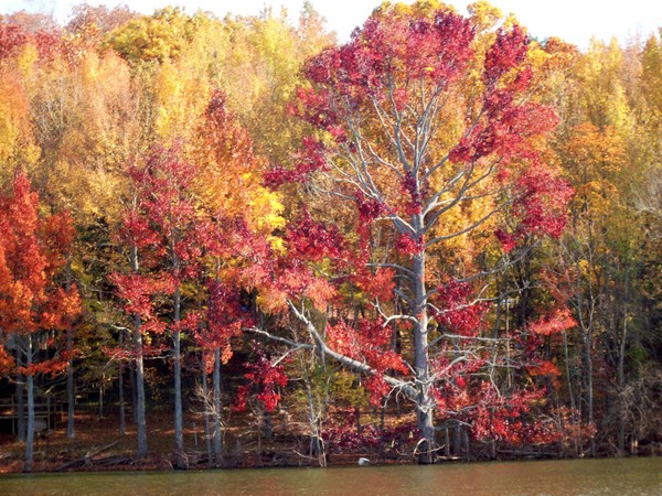 Autumn Splendor