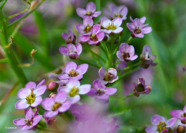 Delicate Purple Flowers in the Garden