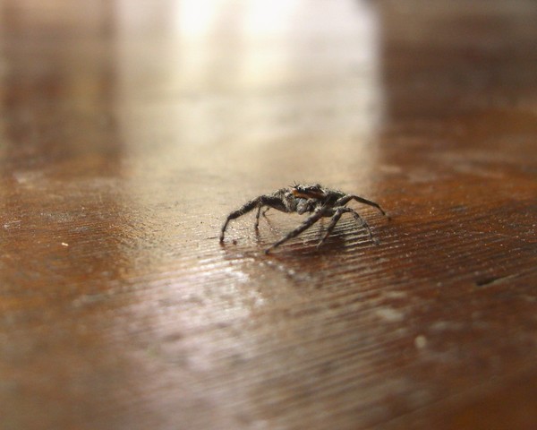 Little Jumping Spider at Dad's Too