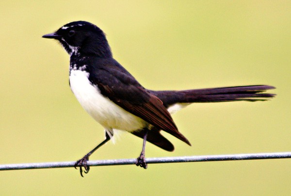Willie Wagtail