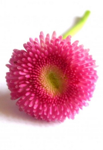 Pink flower