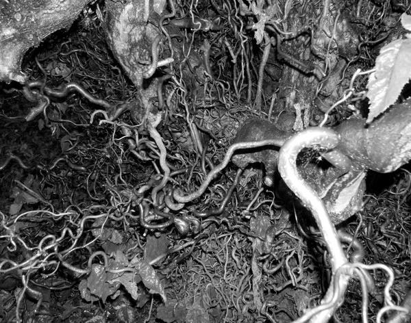Intertwined