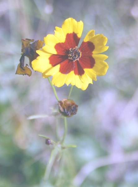Marigold