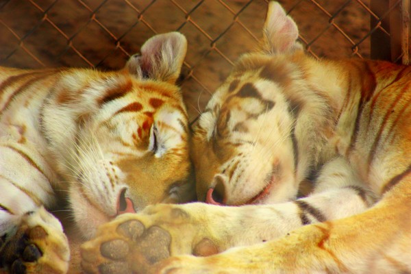 Tigers